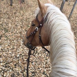 Meet your Posher, Bailey